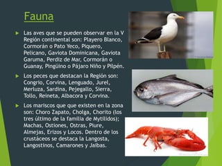 Fauna
 Las aves que se pueden observar en la V
Región continental son: Playero Blanco,
Cormorán o Pato Yeco, Piquero,
Pelicano, Gaviota Dominicana, Gaviota
Garuma, Perdiz de Mar, Cormorán o
Guanay, Pingüino o Pájaro Niño y Pilpén.
 Los peces que destacan la Región son:
Congrio, Corvina, Lenguado, Jurel,
Merluza, Sardina, Pejegallo, Sierra,
Tollo, Reineta, Albacora y Corvina.
 Los mariscos que que existen en la zona
son: Choro Zapato, Cholga, Chorito (los
tres último de la familia de Mytilidos);
Machas, Ostiones, Ostras, Piure,
Almejas, Erizos y Locos. Dentro de los
crustáceos se destaca la Langosta,
Langostinos, Camarones y Jaibas.
 