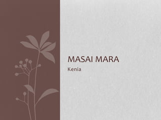 Kenia MAsaiMAra 