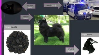 mustamaija
hiilenmusta
korpinmusta
musta
korppi
musta
koira
hiili
poliisiauto
musta
kissa
 