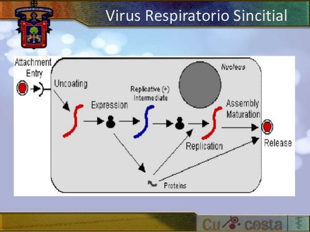 Virus Respiratorio Sincitial