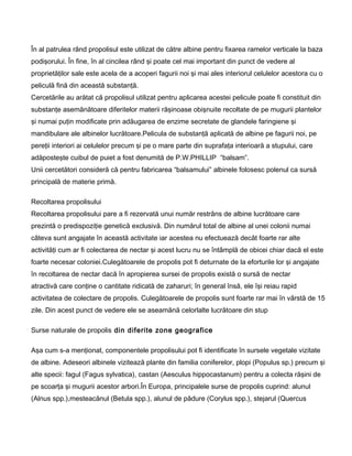 În al patrulea rând propolisul este utilizat de către albine pentru fixarea ramelor verticale la baza
podişorului. În fine, în al cincilea rând şi poate cel mai important din punct de vedere al
proprietăţilor sale este acela de a acoperi fagurii noi şi mai ales interiorul celulelor acestora cu o
peliculă fină din această substanţă.
Cercetările au arătat că propolisul utilizat pentru aplicarea acestei pelicule poate fi constituit din
substanţe asemănătoare diferitelor materii răşinoase obişnuite recoltate de pe mugurii plantelor
şi numai puţin modificate prin adăugarea de enzime secretate de glandele faringiene şi
mandibulare ale albinelor lucrătoare.Pelicula de substanţă aplicată de albine pe fagurii noi, pe
pereţii interiori ai celulelor precum şi pe o mare parte din suprafaţa interioară a stupului, care
adăposteşte cuibul de puiet a fost denumită de P.W.PHILLIP “balsam”.
Unii cercetători consideră că pentru fabricarea “balsamului” albinele folosesc polenul ca sursă
principală de materie primă.
Recoltarea propolisului
Recoltarea propolisului pare a fi rezervată unui număr restrâns de albine lucrătoare care
prezintă o predispoziţie genetică exclusivă. Din numărul total de albine al unei colonii numai
câteva sunt angajate în această activitate iar acestea nu efectuează decât foarte rar alte
activităţi cum ar fi colectarea de nectar şi acest lucru nu se întâmplă de obicei chiar dacă el este
foarte necesar coloniei.Culegătoarele de propolis pot fi deturnate de la eforturile lor şi angajate
în recoltarea de nectar dacă în apropierea sursei de propolis există o sursă de nectar
atractivă care conţine o cantitate ridicată de zaharuri; în general însă, ele îşi reiau rapid
activitatea de colectare de propolis. Culegătoarele de propolis sunt foarte rar mai în vârstă de 15
zile. Din acest punct de vedere ele se aseamănă celorlalte lucrătoare din stup
Surse naturale de propolis din diferite zone geografice
Aşa cum s-a menţionat, componentele propolisului pot fi identificate în sursele vegetale vizitate
de albine. Adeseori albinele vizitează plante din familia coniferelor, plopi (Populus sp.) precum şi
alte specii: fagul (Fagus sylvatica), castan (Aesculus hippocastanum) pentru a colecta răşini de
pe scoarţa şi mugurii acestor arbori.În Europa, principalele surse de propolis cuprind: alunul
(Alnus spp.),mesteacănul (Betula spp.), alunul de pădure (Corylus spp.), stejarul (Quercus
 
