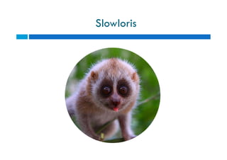 Slowloris
 