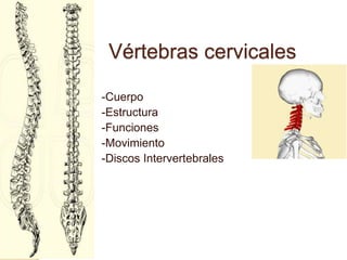Vértebras cervicales
-Cuerpo
-Estructura
-Funciones
-Movimiento
-Discos Intervertebrales
 