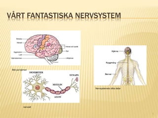 VÅRT FANTASTISKA NERVSYSTEM
1
Bild på hjärnan
Nervsystemets olika delar
nervcell
 