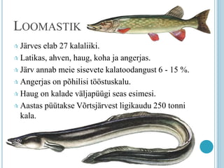 LOOMASTIK
 Järves elab 27 kalaliiki.
 Latikas, ahven, haug, koha ja angerjas.
 Järv annab meie sisevete kalatoodangust 6 - 15 %.
 Angerjas on põhilisi tööstuskalu.
 Haug on kalade väljapüügi seas esimesi.
 Aastas püütakse Võrtsjärvest ligikaudu 250 tonni
kala.
 