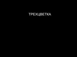 ТРЕХЦВЕТКА 