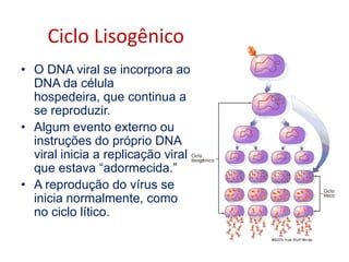 Replicação dos VírusIndependente do tipo da célula hospedeira, todos os vírus seguem as mesmas etapas básicas, conhecidas como ciclo lítico :Absorção :uma partícula de vírus prende-se a uma célula hospedeira;Entrada :a partícula libera suas instruções genéticas dentro da célula hospedeira;Replicação :o material genético injetado recruta as enzimas da célula hospedeira,as enzimas fazem as partes de novas partículas de vírus;Montagem :as novas partículas juntam-se formando novos vírus;Liberação:os novos vírus rompem a célula hospedeira e libertam-se.