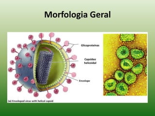 Possuem cobertura protéica (envelope de lipídeos, proteínas ou carboidratos) envolvendo o ácido nucléico;