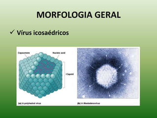 São parasitas intracelulares obrigatórios;