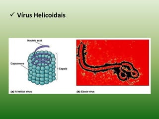 Induzem a síntese de estruturas especializadas capazes de transferir o ácido nucléico viral para outras células;Possuem poucas enzimas ou mesmo nenhuma;