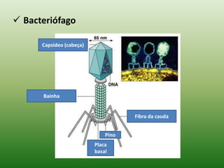 A maioria infecta tipos específicos de células;