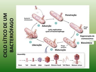 A superfície externa do vírus interage com a superfície celular do hospedeiro;Morfologia GeralGlicoproteínasCapsídeo helicoidal