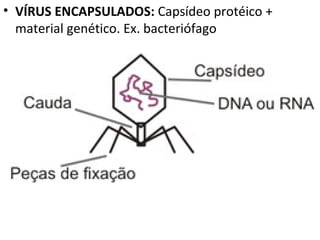 VÍRUS ENCAPSULADOS:  Capsídeo protéico + material genético. Ex. bacteriófago 
