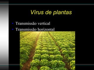Vírus de plantas
• Transmissão vertical
• Transmissão horizontal
 