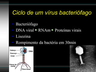 Ciclo de um vírus bacteriófago
•   Bacteriófago
•   DNA viral RNAm Proteínas virais
•   Lisozina
•   Rompimento da bactéria em 30min
 