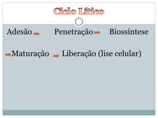 Adesão   Penetração   Biossíntese Maturação   Liberação (lise celular) 