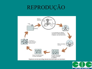 REPRODUÇÃO 