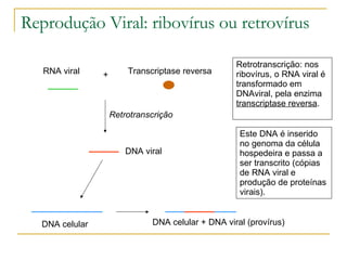 Reprodução Viral: ribovírus ou retrovírus Retrotranscrição: nos ribovírus, o RNA viral é transformado em DNAviral, pela enzima  transcriptase reversa . Este DNA é inserido no genoma da célula hospedeira e passa a ser transcrito (cópias de RNA viral e produção de proteínas virais). RNA viral + Retrotranscrição Transcriptase reversa DNA viral DNA celular DNA celular + DNA viral (provírus) 