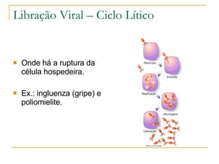 Libração Viral – Ciclo Lítico Onde há a ruptura da célula hospedeira. Ex.: ingluenza (gripe) e poliomielite. 