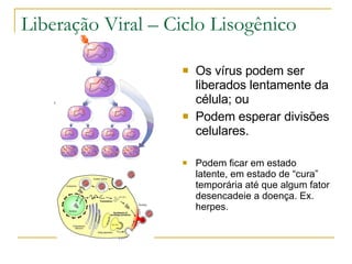 Liberação Viral – Ciclo Lisogênico Os vírus podem ser liberados lentamente da célula; ou Podem esperar divisões celulares. Podem ficar em estado latente, em estado de “cura” temporária até que algum fator desencadeie a doença. Ex. herpes.  