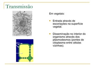 Transmissão Em vegetais: Entrada através de escoriações na superfície vegetal. Disseminação no interior do organismo através dos plasmodesmos (pontes de citoplasma entre células vizinhas). 