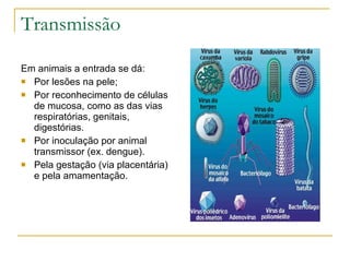 Transmissão Em animais a entrada se dá: Por lesões na pele; Por reconhecimento de células de mucosa, como as das vias respiratórias, genitais, digestórias. Por inoculação por animal transmissor (ex. dengue). Pela gestação (via placentária) e pela amamentação. 