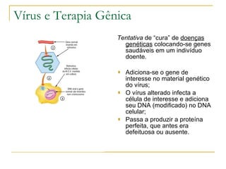 Vírus e Terapia Gênica Tentativa  de “cura” de  doenças genéticas  colocando-se genes saudáveis em um indivíduo doente. Adiciona-se o gene de interesse no material genético do vírus; O vírus alterado infecta a célula de interesse e adiciona seu DNA (modificado) no DNA celular; Passa a produzir a proteína perfeita, que antes era defeituosa ou ausente. 
