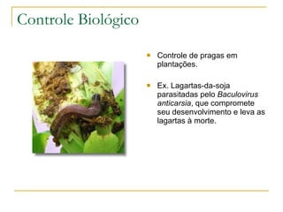 Controle Biológico Controle de pragas em plantações. Ex. Lagartas-da-soja parasitadas pelo  Baculovirus anticarsia , que compromete seu desenvolvimento e leva as lagartas à morte. 