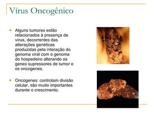 Vírus Oncogênico Alguns tumores estão relacionados à presença de vírus, decorrentes das alterações genéticas produzidas pela interação do genoma viral com o genoma do hospedeiro alterando os genes supressores de tumor e os oncogenes. Oncogenes: controlam divisão celular, são muito importantes durante o crescimento. 