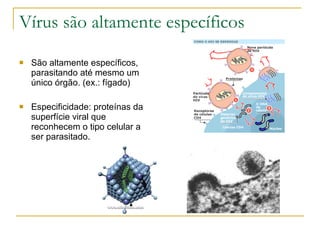 Vírus são altamente específicos São altamente específicos, parasitando até mesmo um único órgão. (ex.: fígado) Especificidade: proteínas da superfície viral que reconhecem o tipo celular a ser parasitado. 