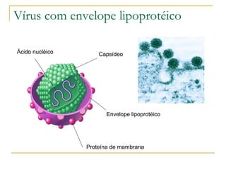Vírus com envelope lipoprotéico Ácido nucléico Capsídeo Envelope lipoprotéico Proteína de mambrana 