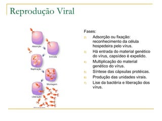 Reprodução Viral Fases: Adsorção ou fixação: reconhecimento da célula hospedeira pelo vírus. Há entrada do material genético do vírus, capsídeo é expelido. Multiplicação do material genético do vírus. Síntese das cápsulas protéicas. Produção das unidades virais. Lise da bactéria e liberação dos vírus. 