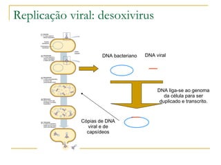 Replicação viral: desoxivirus DNA bacteriano DNA viral DNA liga-se ao genoma da célula para ser duplicado e transcrito. Cópias de DNA viral e de capsídeos 