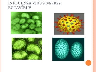 INFLUENZA VÍRUS (VERDES)
ROTAVÍRUS
 