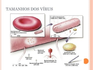 TAMANHOS DOS VÍRUS
 