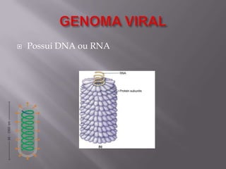 

Possui DNA ou RNA

 