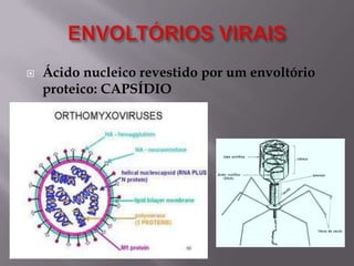 

Ácido nucleico revestido por um envoltório
proteico: CAPSÍDIO

 