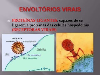 

PROTEÍNAS LIGANTES: capazes de se
ligarem a proteínas das células hospedeiras
(RECEPTORAS VIRAIS)

 