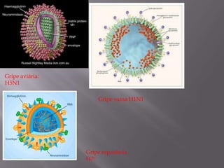 Gripe aviária:
H5N1
Gripe suína H1N1

Gripe espanhola
H?!

 
