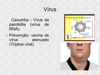 Vírus Slide 18