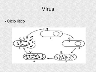 Vírus
- Ciclo lítico
 