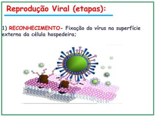 Reprodução Viral (etapas):
1) RECONHECIMENTO- Fixação do vírus na superfície
externa da célula hospedeira;
 