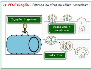 2) PENETRAÇÃO- Entrada do vírus na célula hospedeira;
 