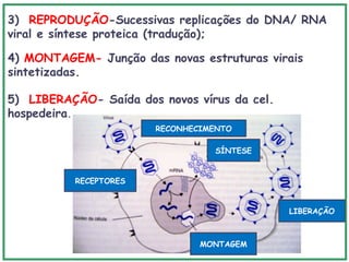 3) REPRODUÇÃO-Sucessivas replicações do DNA/ RNA
viral e síntese proteica (tradução);
4) MONTAGEM- Junção das novas estruturas virais
sintetizadas.
5) LIBERAÇÃO- Saída dos novos vírus da cel.
hospedeira.
RECEPTORES
SÍNTESE
RECONHECIMENTO
LIBERAÇÃO
MONTAGEM
 