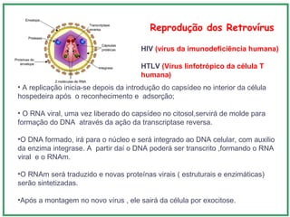 Reprodução dos Retrovírus
• A replicação inicia-se depois da introdução do capsídeo no interior da célula
hospedeira após o reconhecimento e adsorção;
• O RNA viral, uma vez liberado do capsídeo no citosol,servirá de molde para
formação do DNA através da ação da transcriptase reversa.
•O DNA formado, irá para o núcleo e será integrado ao DNA celular, com auxilio
da enzima integrase. A partir daí o DNA poderá ser transcrito ,formando o RNA
viral e o RNAm.
•O RNAm será traduzido e novas proteínas virais ( estruturais e enzimáticas)
serão sintetizadas.
•Após a montagem no novo vírus , ele sairá da célula por exocitose.
HIV (vírus da imunodeficiência humana)
HTLV (Vírus linfotrópico da célula T
humana)
 