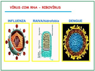 VÍRUS COM RNA - RIBOVÍRUS
INFLUENZA RAIVA/hidrofobia DENGUE
 