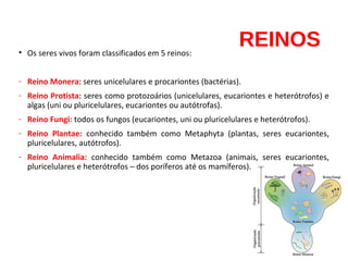 REINOS• Os seres vivos foram classificados em 5 reinos:
- Reino Monera: seres unicelulares e procariontes (bactérias).
- Reino Protista: seres como protozoários (unicelulares, eucariontes e heterótrofos) e
algas (uni ou pluricelulares, eucariontes ou autótrofas).
- Reino Fungi: todos os fungos (eucariontes, uni ou pluricelulares e heterótrofos).
- Reino Plantae: conhecido também como Metaphyta (plantas, seres eucariontes,
pluricelulares, autótrofos).
- Reino Animalia: conhecido também como Metazoa (animais, seres eucariontes,
pluricelulares e heterótrofos – dos poríferos até os mamíferos).
 