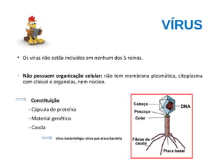 VÍRUS
• Os vírus não estão incluídos em nenhum dos 5 reinos.
- Não possuem organização celular: não tem membrana plasmática, citoplasma
com citosol e organelas, nem núcleo.
Constituição
- Cápsula de proteína
- Material genético
- Cauda
Vírus bacteriófago: vírus que ataca bactéria
 