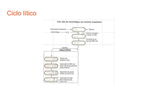Ciclo lítico
 