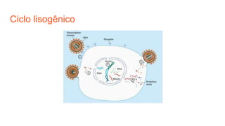 Ciclo lisogênico
 